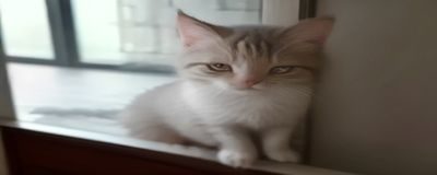 猎奇视频风险评测专题封面，暗色极客风格配图，警示色调